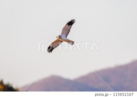 狩りのために葦原を飛翔する美しいハイイロチュウヒ（タカ科）。  日本国栃木県栃木市、渡良瀬遊水地にて 115052107