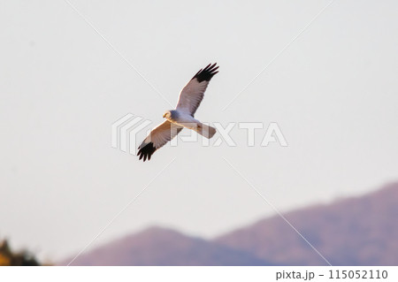 狩りのために葦原を飛翔する美しいハイイロチュウヒ（タカ科）。  日本国栃木県栃木市、渡良瀬遊水地にて 115052110