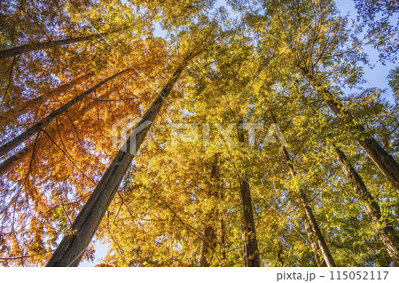 紅葉したメタセコイアの樹林帯【秋イメージ】 紅葉したメタセコイアの樹林帯【秋イメージ】 115052117