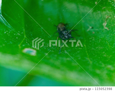 夏蜜柑の葉で獲物を待つハエトリグモ科アリグモ 夏蜜柑の葉で獲物を待つハエトリグモ科アリグモ 115052398