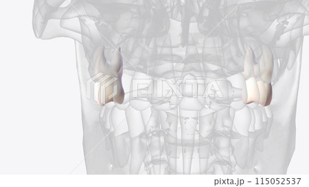 The maxillary first molar is the sixth tooth from the midline in the upper arch The maxillary first molar is the sixth tooth from the midline in the upper arch 115052537