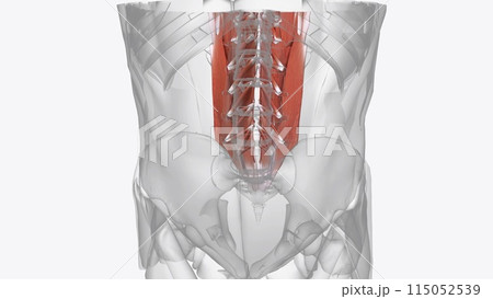 Muscles of upper limb Muscles of upper limb 115052539