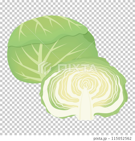 キャベツのイラスト 115052562