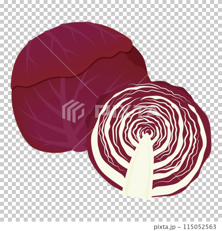 Illustration of purple cabbage 115052563