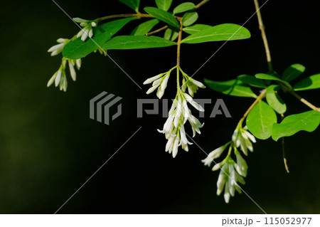 モクセイ科イボタノキの総状花序 115052977