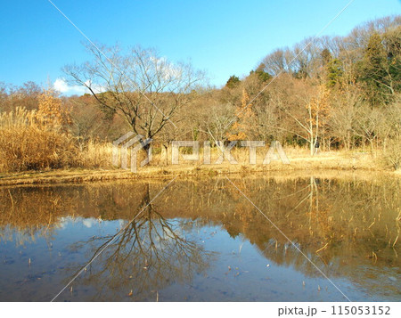 21世紀の森と広場の冬の池と枯れ木林風景 21世紀の森と広場の冬の池と枯れ木林風景 115053152