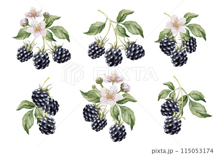 Blackberry branches with flowers, set of watercolor isolated illustrations. Compositions with berries for table textile, porcelain tableware, prints, summer fabrics, wrapping paper and food packages 115053174