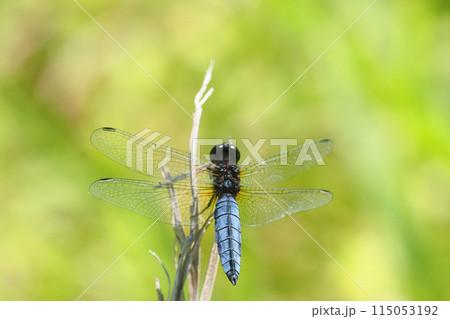ハラビロトンボ(オス) ハラビロトンボ(オス) 115053192