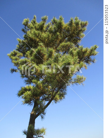 熊本県阿蘇郡南小国町のパワースポット押戸石の丘に立つ松の木 115053523