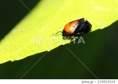 ムネアカアワフキ（メス） 115053524