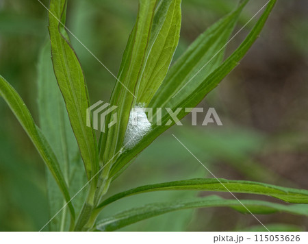 葉に付着した泡状の巣　カメムシの仲間アワフキムシ 115053626