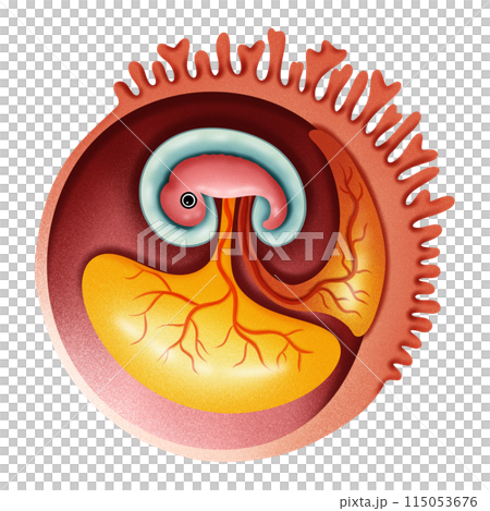 Embryo of Human Embryo of Human 115053676