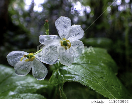 ガラスの花びら 115053992