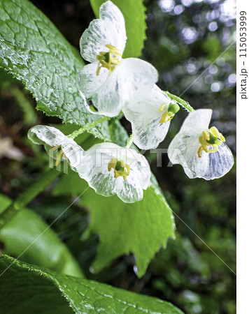 雨に濡れたサンカヨウ（縦） 115053999