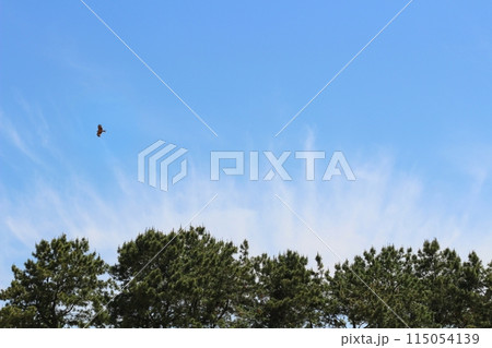 福岡　百道浜の松林の上、青空と一匹の鳥　トビ 115054139
