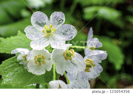 透ける花びら1 115054356