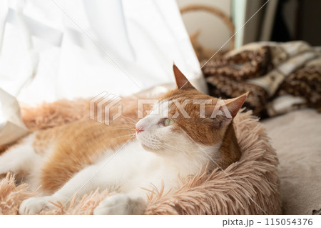 窓辺でくつろぐ猫 茶トラ白 窓辺でくつろぐ猫 茶トラ白 115054376