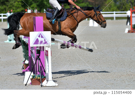 障害馬術大会　　 115054400