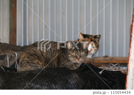 瀬戸内の島の猫 115054434