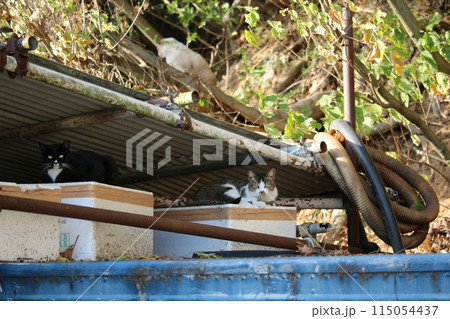 瀬戸内の島の猫 115054437