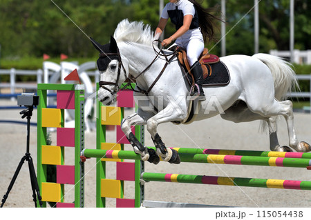 障害馬術大会　　 115054438
