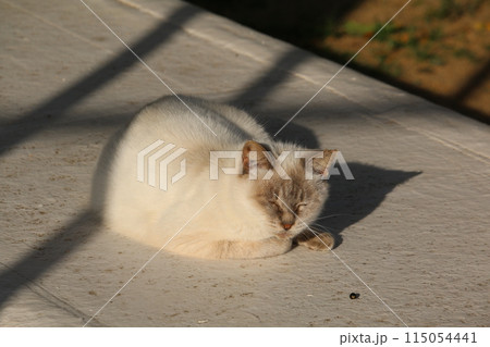 瀬戸内の島の猫 115054441