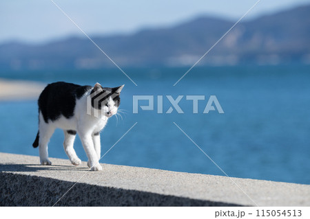 歩く猫　黒白猫 115054513