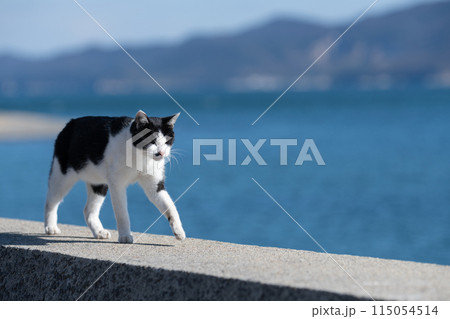歩く猫　黒白猫 115054514