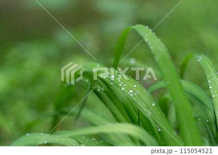 雨に濡れた葉 115054521