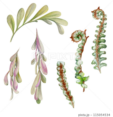 Hand drawn watercolor illustration shabby boho botanical leaves. Ash poplar maple key seeds, fern sumac forest bush sprout shoot. Single object isolated on white. Design wedding, love cards, shop 115054534