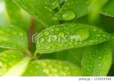 雨に濡れた葉 115054588