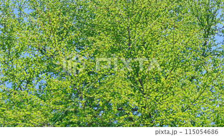 落葉松 カラマツの新緑 落葉松 カラマツの新緑 115054686