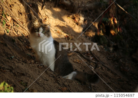 瀬戸内の島の猫 115054697
