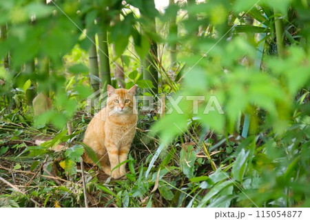 竹林の中に座って見つめる茶トラの野良猫 竹林の中に座って見つめる茶トラの野良猫 115054877