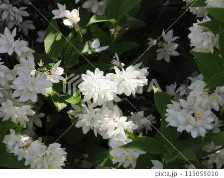 ヒメウツギの白い小花 115055010