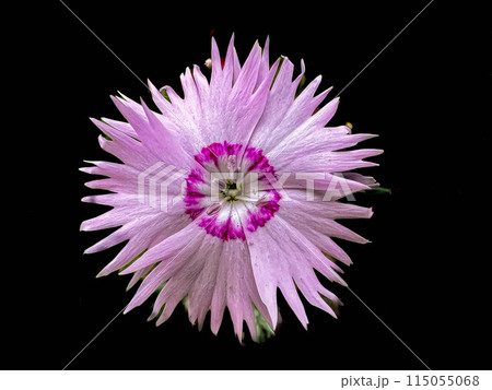 撫子の花～春色～ 115055068