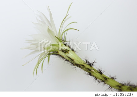 短毛丸の花 刺無短毛丸 サボテン 開花 白い花 短毛丸の花 刺無短毛丸 サボテン 開花 白い花 115055237