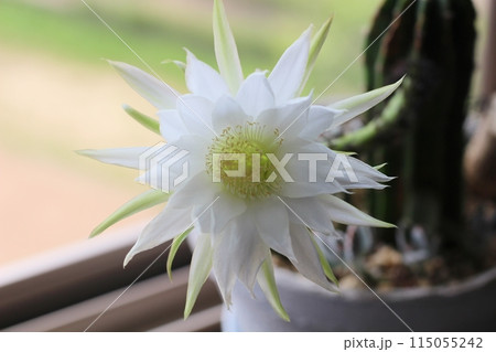 短毛丸の花 刺無短毛丸 サボテン 開花 白い花 短毛丸の花 刺無短毛丸 サボテン 開花 白い花 115055242