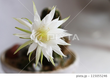 短毛丸の花 刺無短毛丸 サボテン 開花 白い花 短毛丸の花 刺無短毛丸 サボテン 開花 白い花 115055246