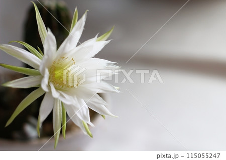 短毛丸の花 刺無短毛丸 サボテン 開花 白い花 短毛丸の花 刺無短毛丸 サボテン 開花 白い花 115055247