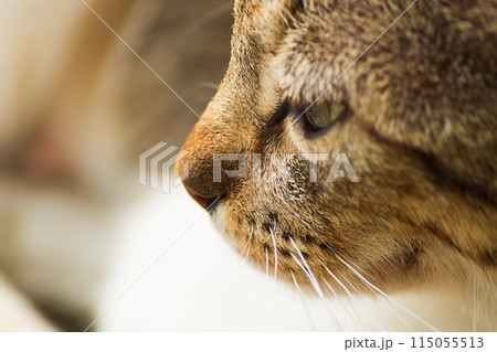 The muzzle of a gray tabby cat looks to the left, into the distance, thinking about something. Personification of thoughtfulness, reflection on existence, philosophy, search for the meaning of life. The muzzle of a gray tabby cat looks to the left, into the distance, thinking about something. Personification of thoughtfulness, reflection on existence, philosophy, search for the meaning of life. 115055513