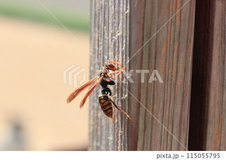 セグロアシナガバチが木をかじる様子　巣作り材料集め 115055795