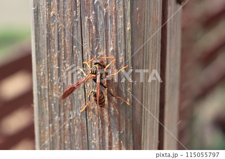 セグロアシナガバチが木をかじる様子　巣作り材料集め 115055797