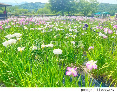 菖蒲の季節 菖蒲の季節 115055873