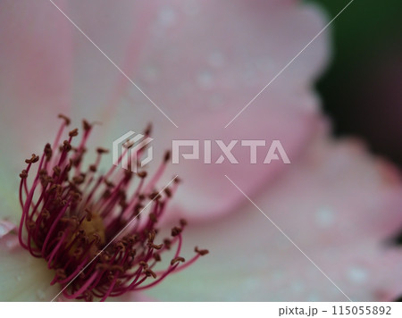 小雨の降る5月に咲いたピンク色の美しいバラ「デンティー・ベス」 小雨の降る5月に咲いたピンク色の美しいバラ「デンティー・ベス」 115055892