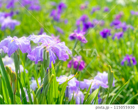 菖蒲の季節 菖蒲の季節 115055930