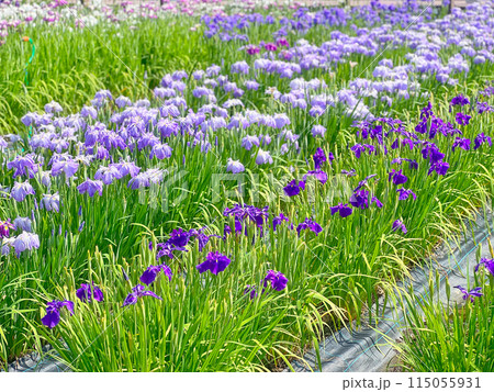 菖蒲の季節 115055931
