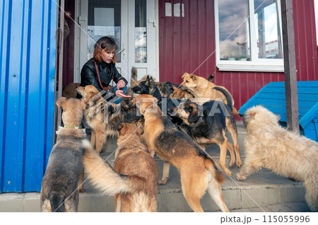 Dog at the shelter. Animal shelter volunteer takes care of dogs. Dog at the shelter. Animal shelter volunteer takes care of dogs. 115055996