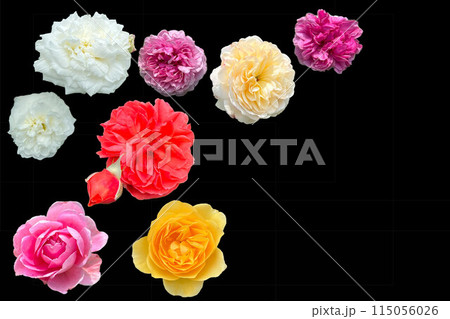 黒背景のカラフルなバラの花 115056026