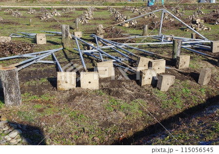 後継者がなく栽培をやめて梨の木を伐採し様子 115056545